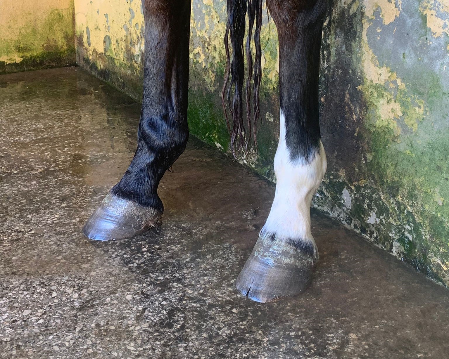 horse